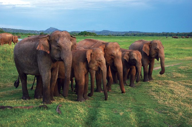 03 Nights in Amazing Sri Lanka - Day 4: Bentota relaxation, Madu River safari option, and Colombo temple/airport finish