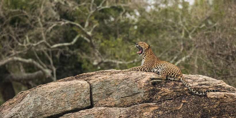 1-Day Tour of Both Yala and Udawalawe National Parks - Key Things I’d Watch for on This One-Day Safari