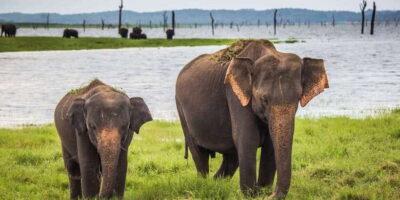 1-Day Tour of Both Yala and Udawalawe National Parks - Yala National Park at Sunrise: When Golden Light Meets Big Mammals