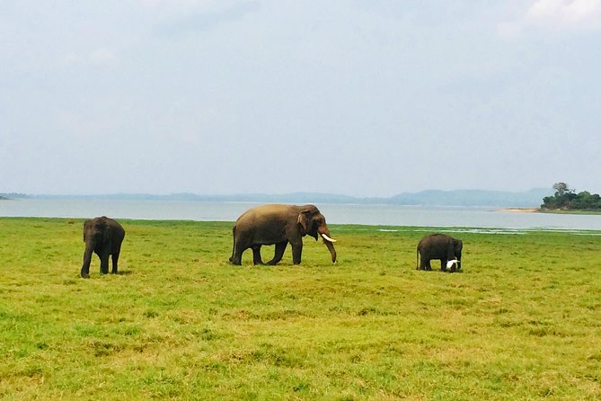 10 Day Explore Sri Lanka - Day 4: Dambulla caves, Kandy dance, and the Temple of the Sacred Tooth Relic