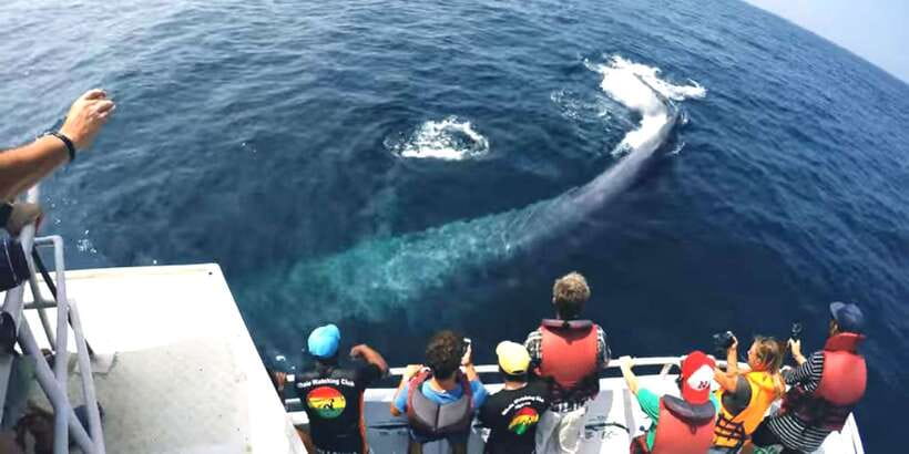 2-Day Whale Watching & Southern Sri Lanka Tour - Key Highlights You’ll Actually Feel