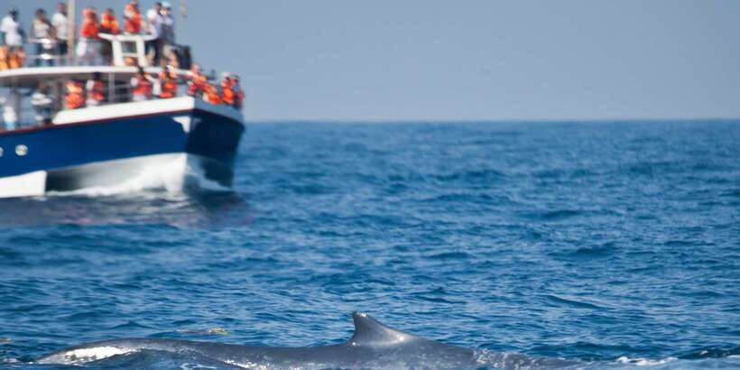 2-Day Whale Watching & Southern Sri Lanka Tour - What You’re Really Buying: Whales Plus Southern Coast Classics
