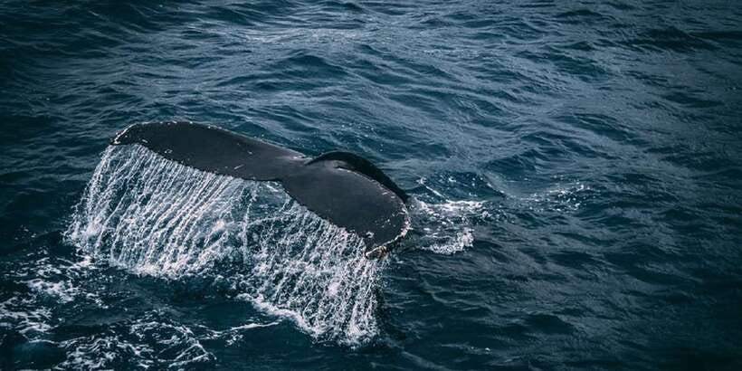 2-Day Whale Watching & Southern Sri Lanka Tour - Bentota River Safari: Mangroves, Crocs, and the Kind of Quiet You Hear