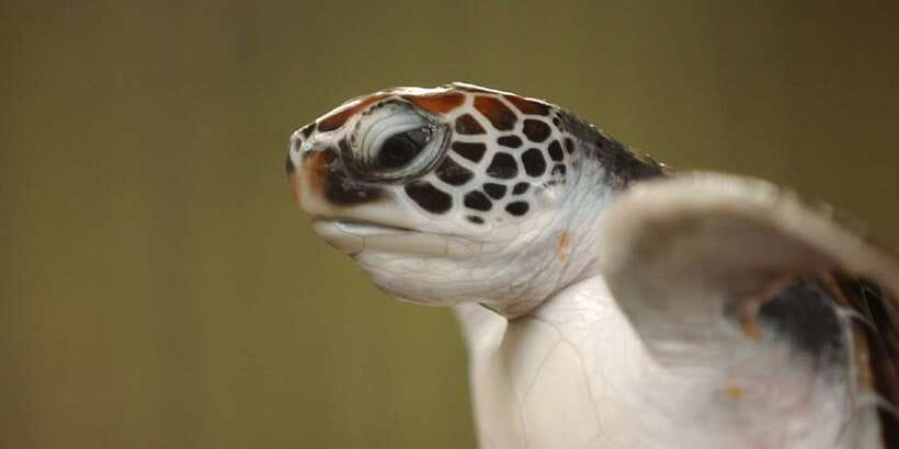 2-Day Whale Watching & Southern Sri Lanka Tour - Hikkaduwa Marine Sanctuary and Unawatuna Beach: Time to Breathe