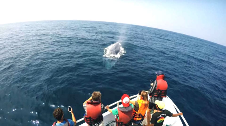 2-Day Whale Watching & Southern Sri Lanka Tour - Day 2 Mirissa Whale Watching: The Main Event