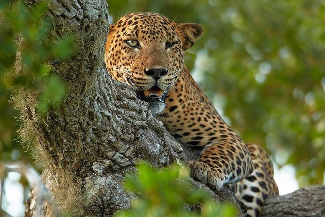 2 Nights All Inclusive Treehouse Safari in Yala with transfers - Key things to know before you go
