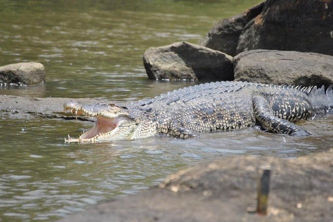 2h Bentota River Safari: Crocodiles, Monkeys, Mangrove & more - Practical Stuff: Safety, Comfort, and What to Expect on the Boat