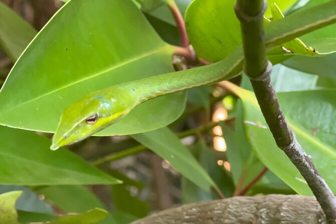 2h Bentota River Safari: Crocodiles, Monkeys, Mangrove & more - On the Water: Mangroves, Birds, and the Wildlife Chances You’ll Actually Care About