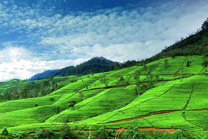 3 Days Tour to Kandy Nuwara Eliya & Sigiriya from Colombo - Who this tour fits best