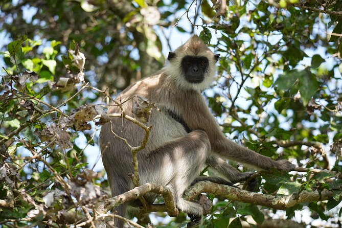 4 Hours Private Yala Safari Day Tour - The private jeep experience inside the park