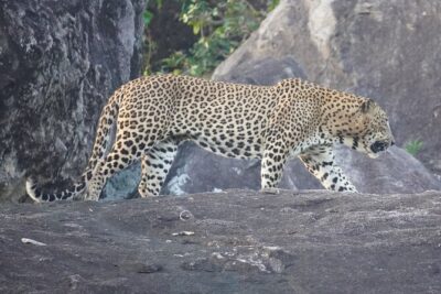 4 Hours Private Yala Safari Day Tour - Morning or evening: how to choose your Yala safari time