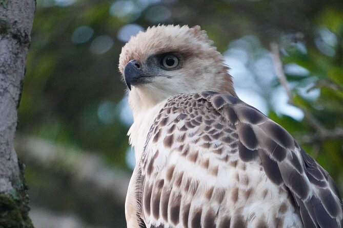 4 Hours Private Yala Safari Day Tour - What you’re likely to see in Yala