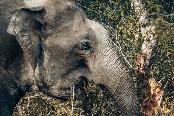 4 Hours Private Yala Safari Day Tour - Entering the park without losing your morning