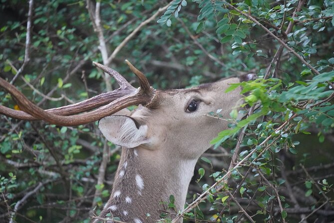 4 Hours Private Yala Safari Day Tour - How the 10-hour day typically feels