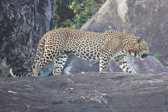 4 Hours Private Yala Safari Day Tour - Morning or evening: how to choose your Yala safari time