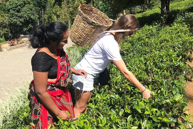 5 Days Tour in Sri Lanka (Hotels with Breakfast & Luxury Car) - Price and logistics: what $400 covers (and what to budget for)