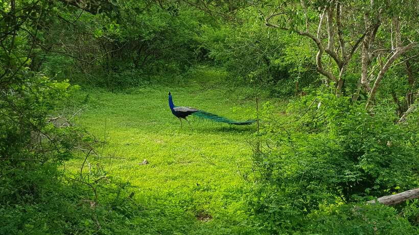 8-Day Sri Lanka Private Round Tour Hotels, Meals, Car, Guide - Key highlights to know before you go