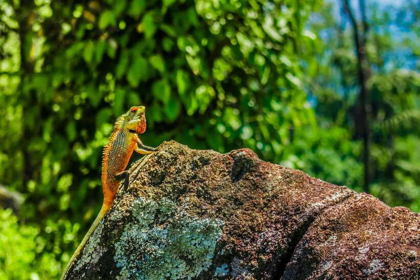 8-Day Sri Lanka Private Round Tour Hotels, Meals, Car, Guide - Southwest coast: Mirissa downtime and whale-watching style time
