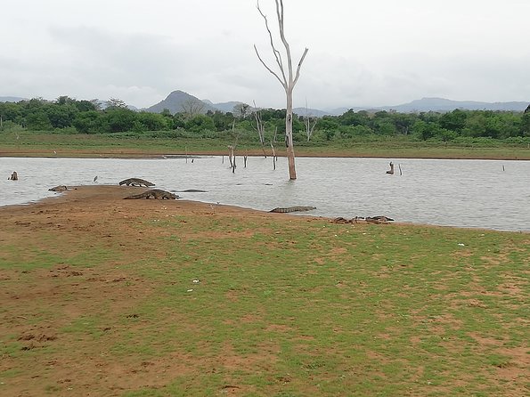 A Udawalawa Park safari, Tour from Colombo/Galle- (All inclusive) - What to watch for: elephants plus the other wildlife mix