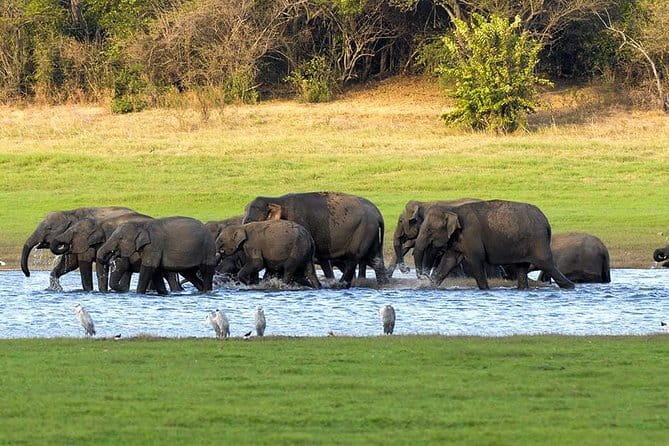 Adventure safari Experience in Hurulu Eco Park, Sri Lanka - Guide and driver quality: the difference between okay and memorable