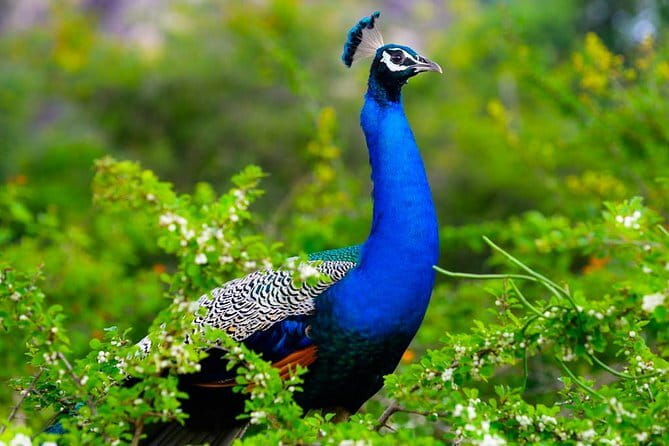 Adventure safari Experience in Hurulu Eco Park, Sri Lanka - When the safari runs: opening hours and weather