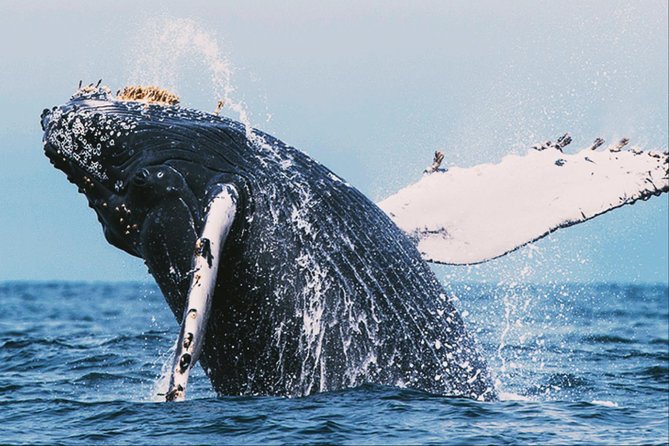 All in one Sri lanka 7nights 8 days for couple price - What This Tour Is Really Like (For Couples)