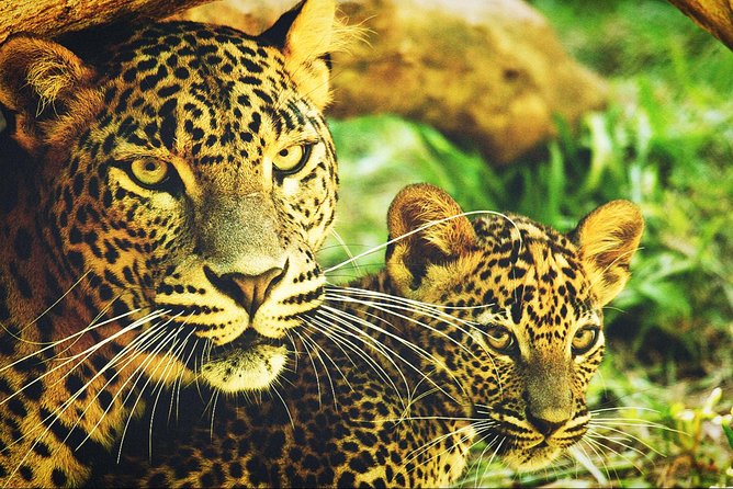 All in one Sri lanka 7nights 8 days for couple price - Nuwara Eliya and Kandy: Hill-Country Pace for a Breather