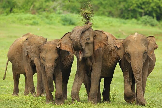 All Inclusive 5-Days Highlights of Sri Lanka - Key things I’d plan around on this Sri Lanka highlights trip