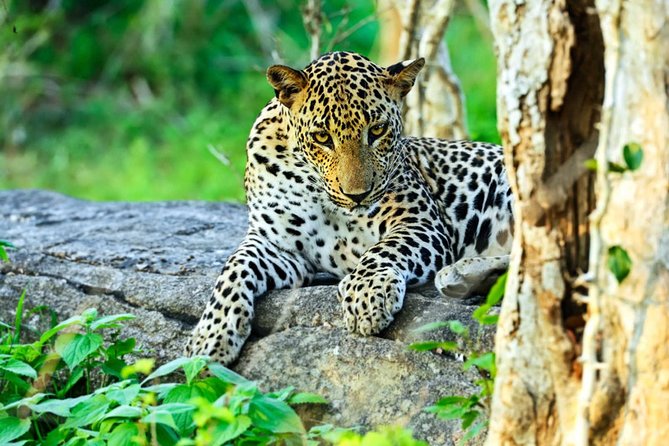 All Inclusive Leopard Nest Treehouse Safari in Yala - From Colombo to Yala Junction: The Ride That Sets the Tone