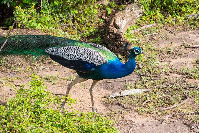 All Inclusive Leopard Nest Treehouse Safari in Yala - Day 2 Dawn: Nimalawa Lake Walk, Tea, and Breakfast by the Water