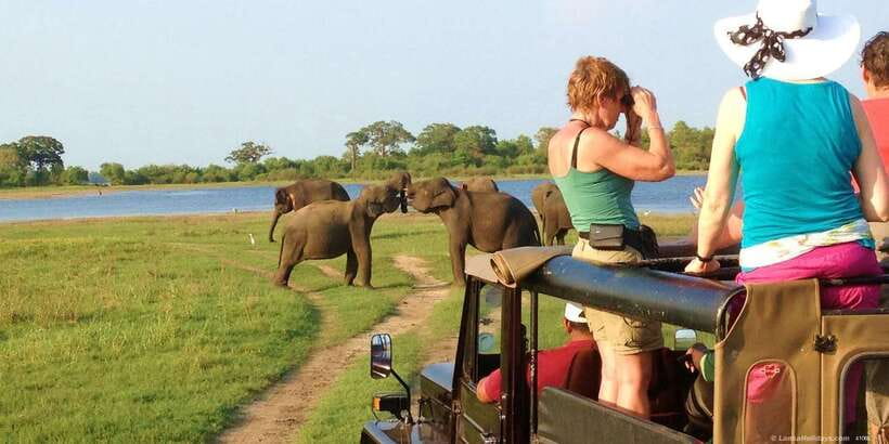 All-Inclusive Minneriya National Park Afternoon Safari - Key highlights worth planning around