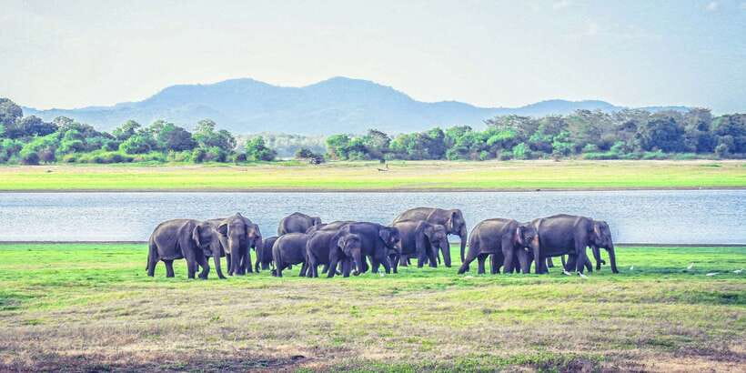 All-Inclusive Minneriya National Park Afternoon Safari - What to pack and what to avoid
