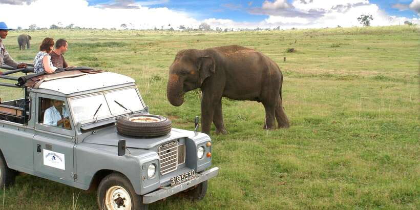 All-Inclusive Minneriya National Park Afternoon Safari - Where Minneriya fits on your Sri Lanka route (and why afternoon works)