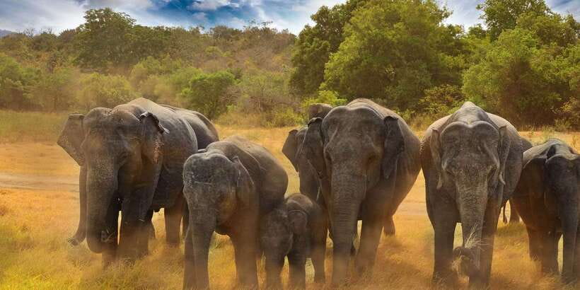 All-Inclusive Minneriya National Park Afternoon Safari - Elephant time in Minneriya: your best odds (and your best photos)