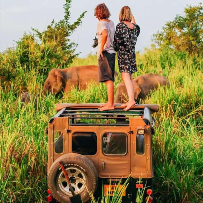 All-Inclusive Minneriya National Park Afternoon Safari - Other wildlife chances: leopard, sloth bear, crocodiles, and pythons