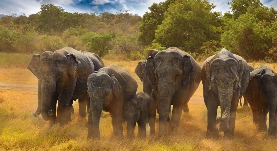 All-Inclusive Minneriya National Park Afternoon Safari - Jeep reality: comfort, driver style, and small surprises