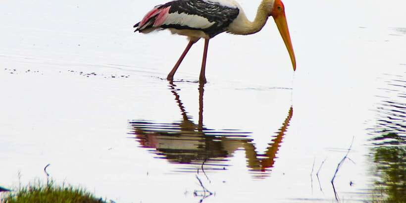All-Inclusive Minneriya National Park Afternoon Safari - Price and value: is $95 per person fair?