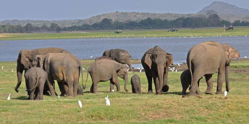 All-Inclusive Minneriya National Park Afternoon Safari - The pickup and return plan: no messing around with timings