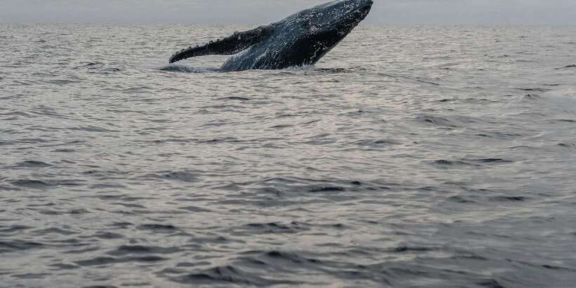 All Inclusive Mirissa Whale and Dolphin Watching Boat Ride - Wheelchair access: what that means for planning