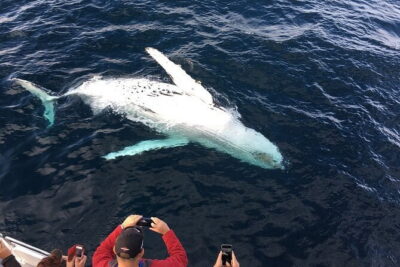 All Inclusive Mirissa Whale and Dolphin Watching Boat Ride - Dawn sailing: the first stretch of the morning