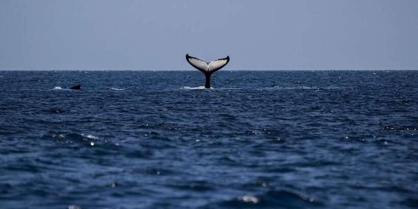All Inclusive Mirissa Whale & Dolphin Watching + Snorkeling - Snorkeling With Sea Turtles: The Best Part, With a Real-World Twist