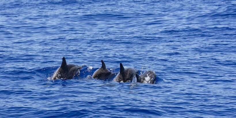 All Inclusive Mirissa Whale & Dolphin Watching + Snorkeling - The Boat, the Rules, and Why Etiquette Matters Here