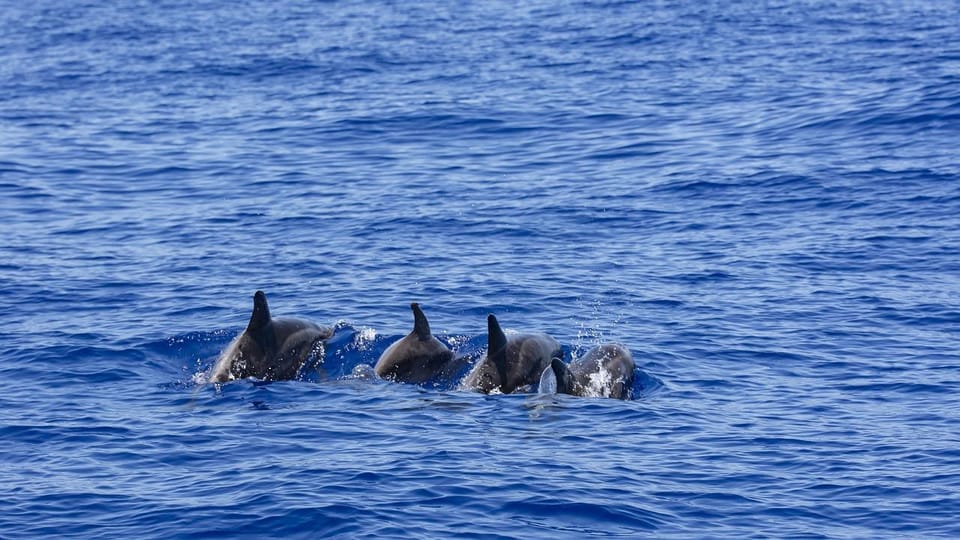 All Inclusive Mirissa Whale & Dolphin Watching + Snorkeling - Who This Trip Suits Best (and Who Might Skip It)