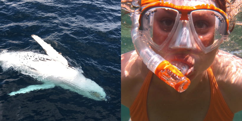 All Inclusive Mirissa Whale & Dolphin Watching + Snorkeling - Tuk Tuk Pickup and the Morning Setup