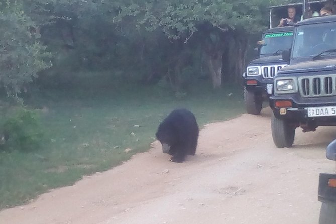 All inclusive Private jeep safari at Yala National park - Key highlights I’d build your expectations around