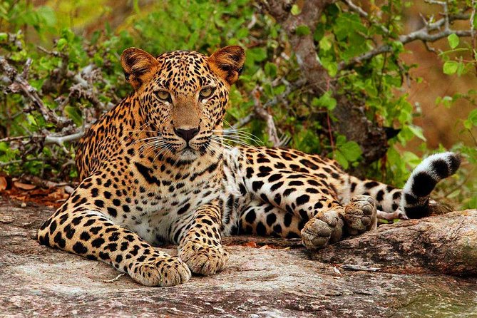 All inclusive Private jeep safari at Yala National park - Inside the Yala Safari: What 4 Hours Looks Like in the Park