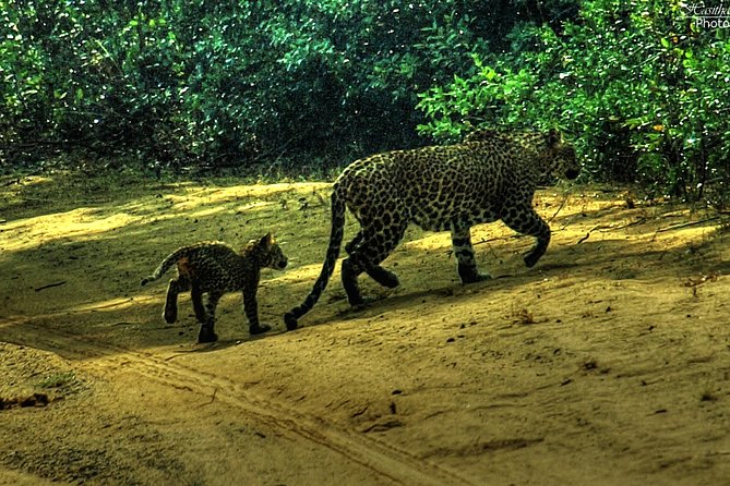 All inclusive Private jeep safari at Yala National park - Tissamaharama Drop-Off: How the Day Ends Smoothly