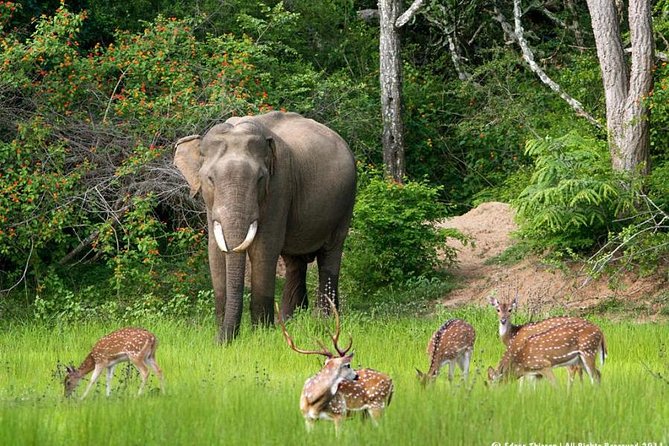 All inclusive Private jeep safari at Yala National park - Pickup and a 15–16 Hour Day: Why Timing Changes Everything