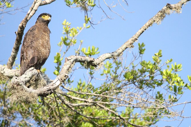 All Inclusive Private Safari in Minneriya National Park - Key points to know before you go