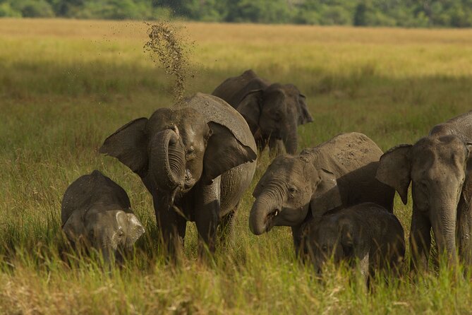 All Inclusive Private Safari in Minneriya National Park - Minneriya’s elephant focus, without the big-day chaos